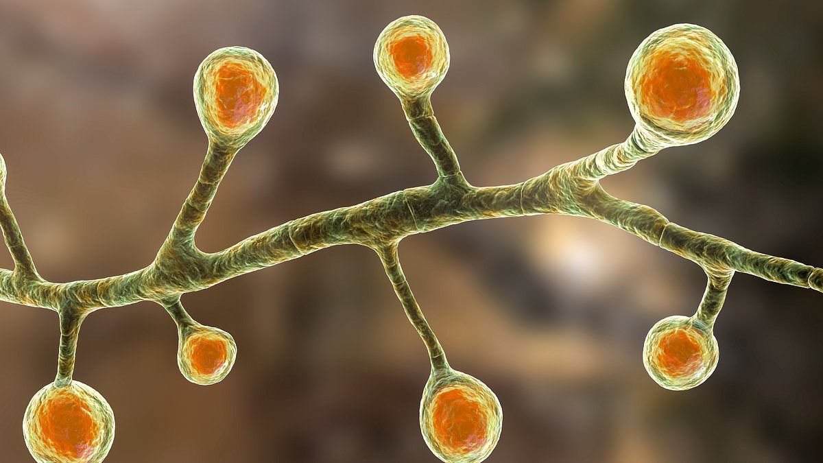 Diagnostic For Fungal Infections